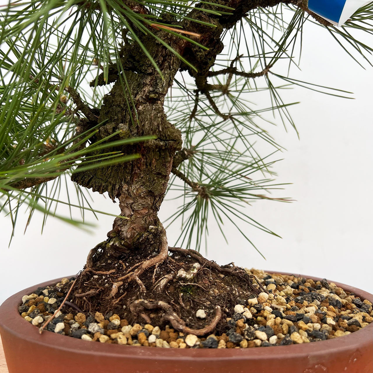 Japanese Black Pine Aocha Nishiki (Pinus thunbergii)