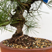 Japanese Black Pine Aocha Nishiki (Pinus thunbergii)