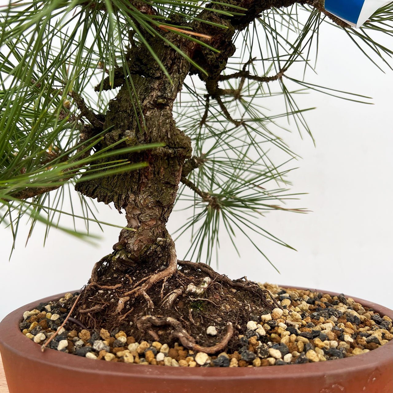 Japanese Black Pine Aocha Nishiki (Pinus thunbergii) - Ladybird Nursery