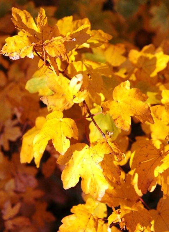 Field Maple aureum Golden (Acer campestre) - Ladybird Nursery