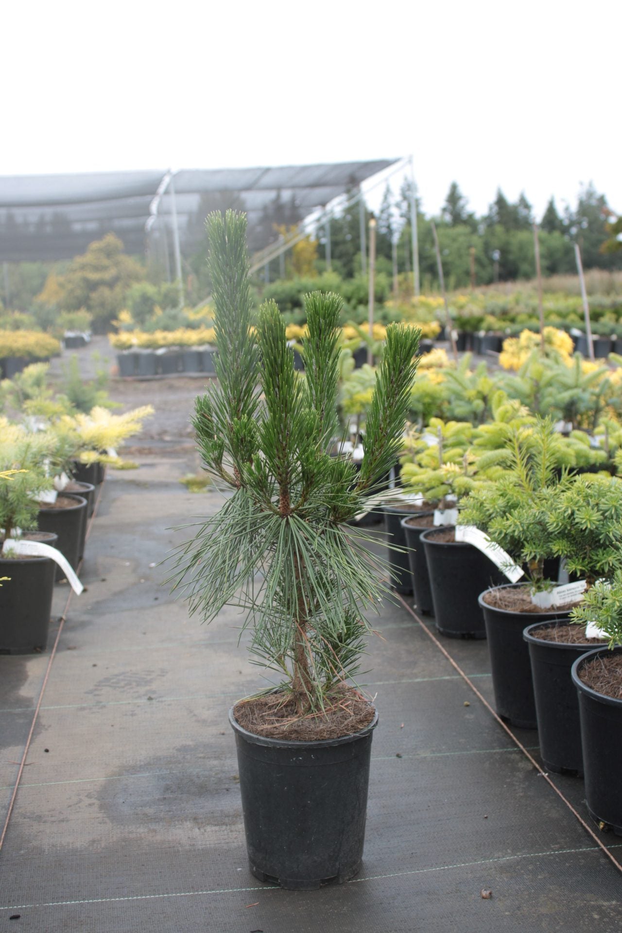 Japanese Black Pine Aurea (Pinus thunbergii)
