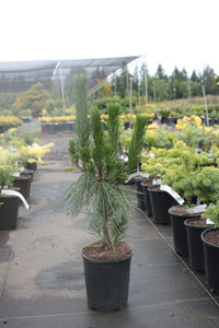 Japanese Black Pine Aurea (Pinus thunbergii) - Ladybird Nursery