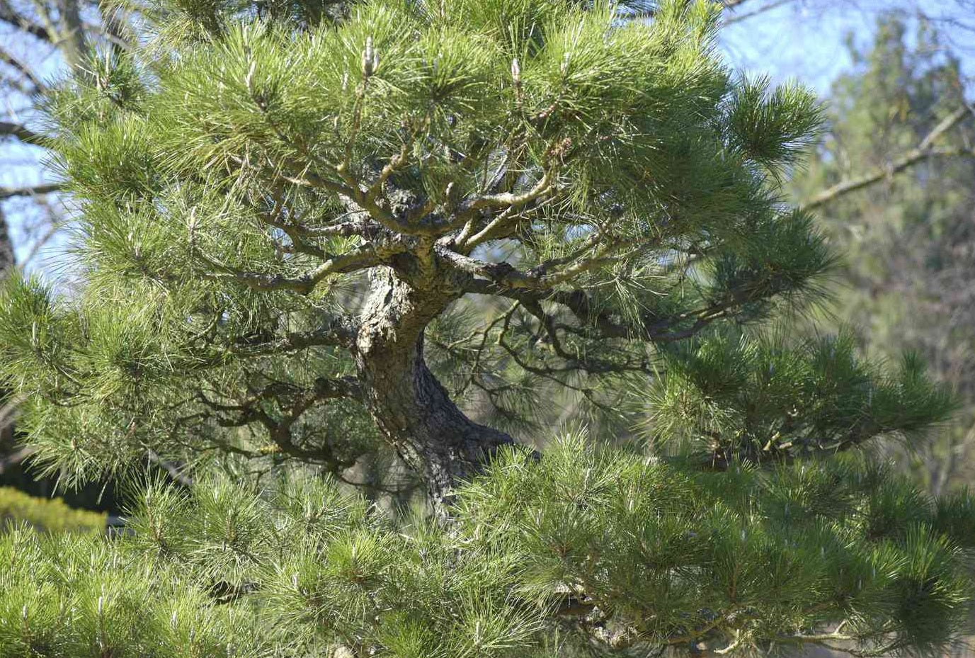 Japanese Black Pine ‘Coolwyn Bonsai’ (Pinus thunbergii)