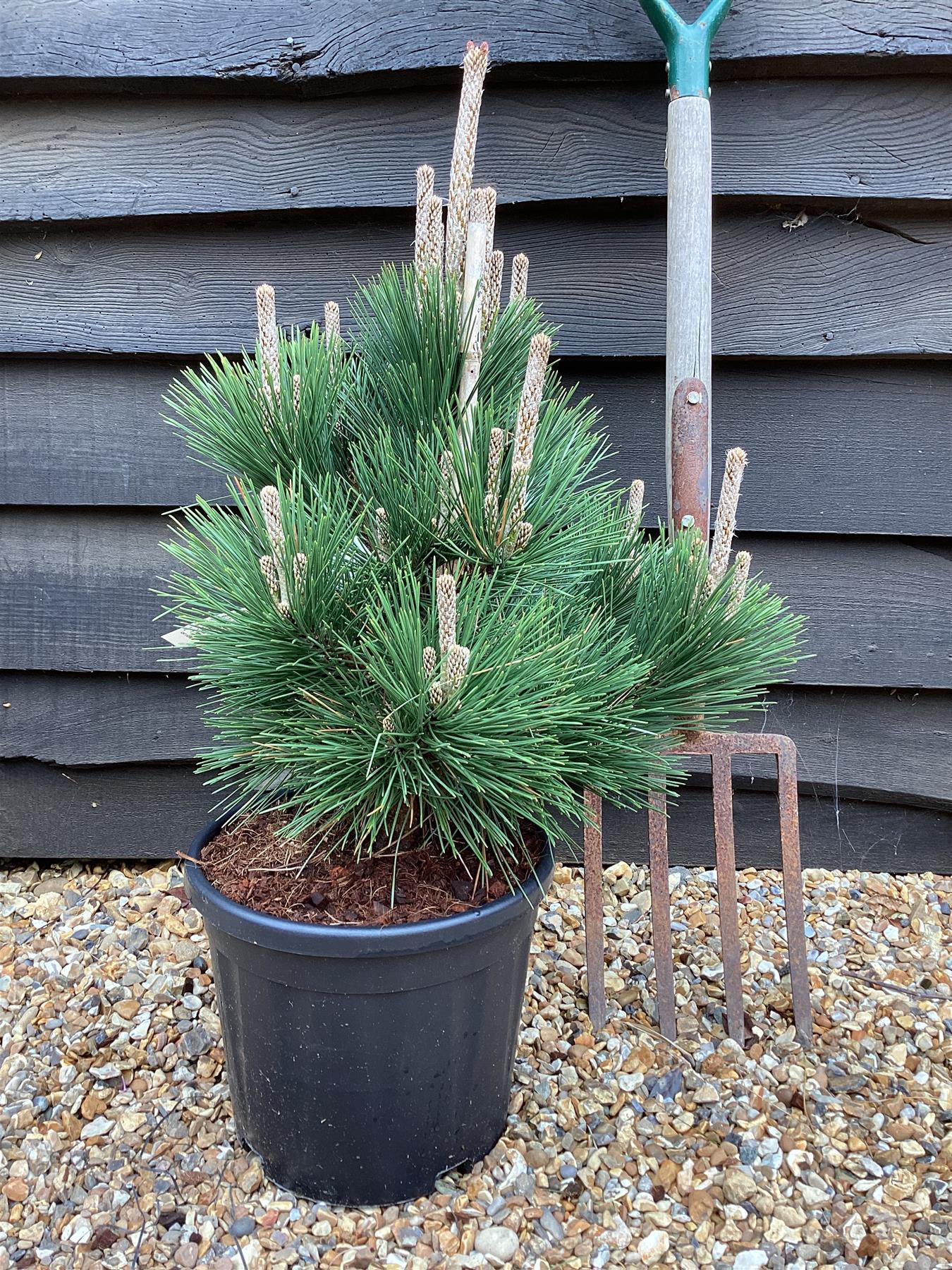 Japanese Black Pine Coolwyn Christmas Tree (Pinus thunbergii)