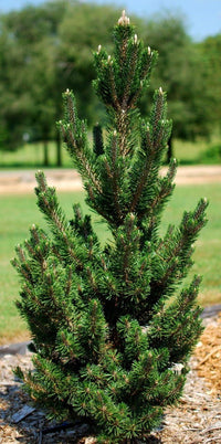 Japanese Black Pine ‘Coolwyn Kotobuki’ (Pinus thunbergii)