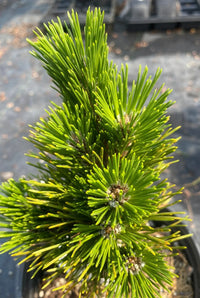 Japanese Black Pine ‘Emery Dwarf’ (Pinus thunbergii)