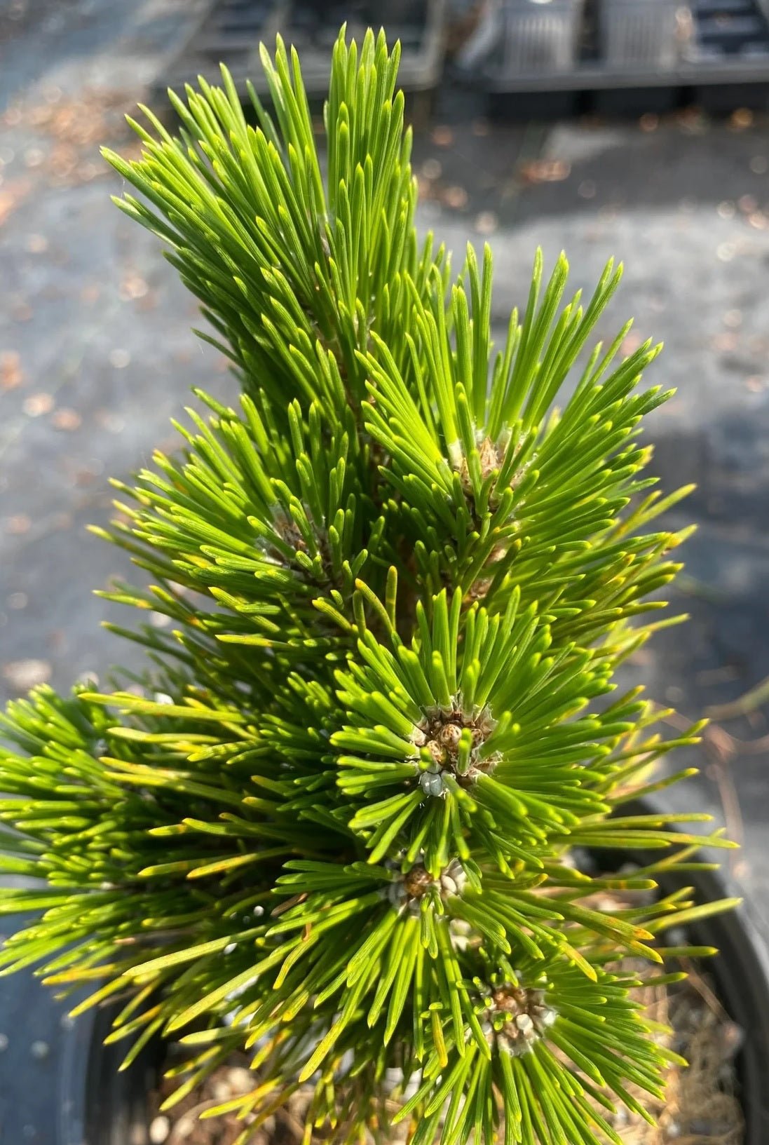 Japanese Black Pine ‘Emery's Dwarf’ (Pinus thunbergii) - Ladybird Nursery