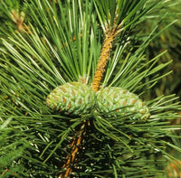 Nishiki Kyokko 'Japanese Black Pine' (Pinus thunbergii) - Ladybird Nursery