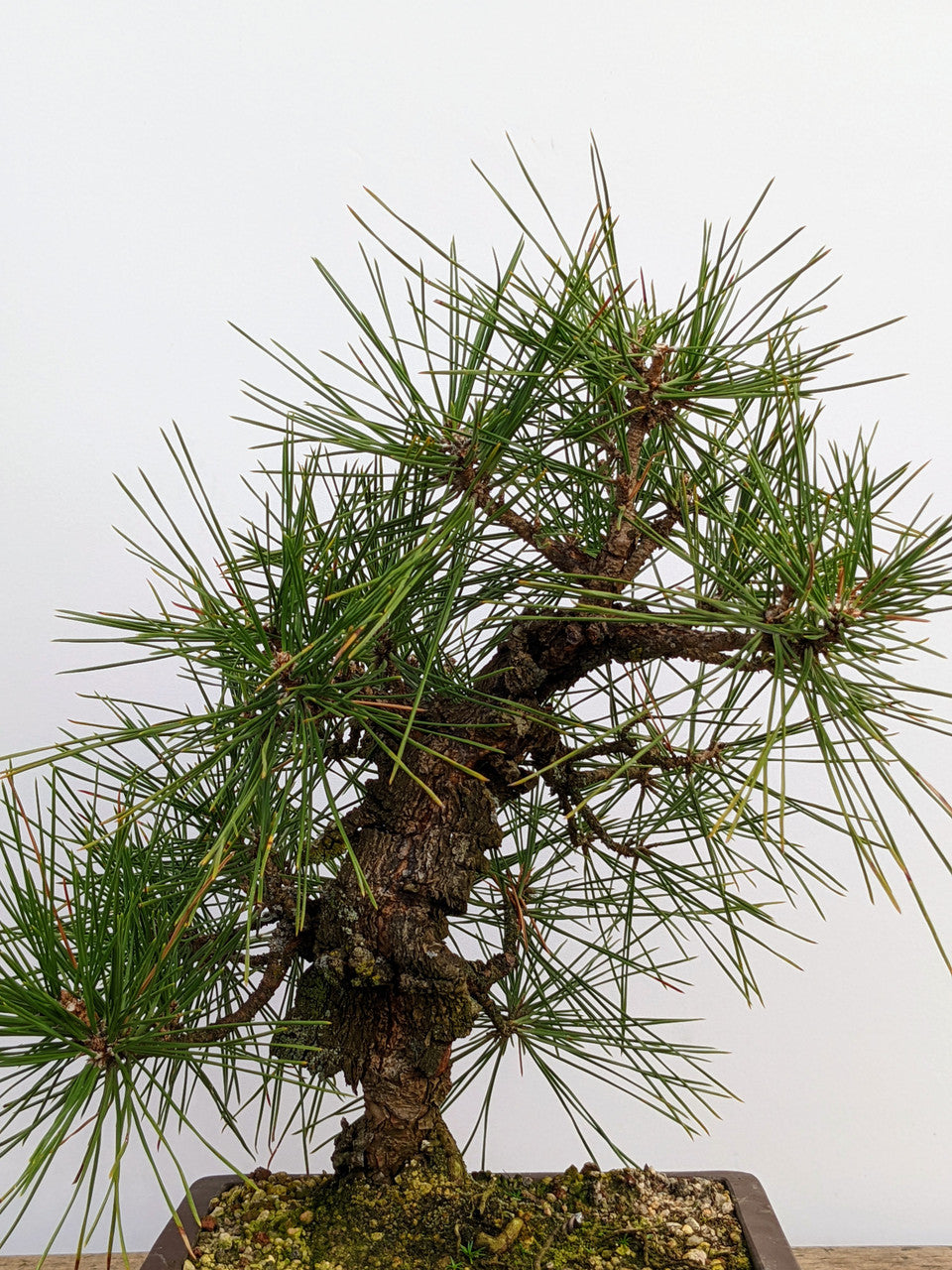 Japanese Black Pine ‘Nishiki’ (Pinus thunbergii)