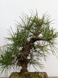 Japanese Black Pine ‘Nishiki’ (Pinus thunbergii)
