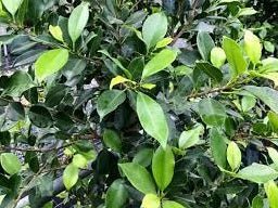 Fig Flash 3ft Standards (Ficus microcarpa) - Ladybird Nursery
