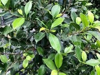 Fig Flash 3ft Standards (Ficus microcarpa) - Ladybird Nursery