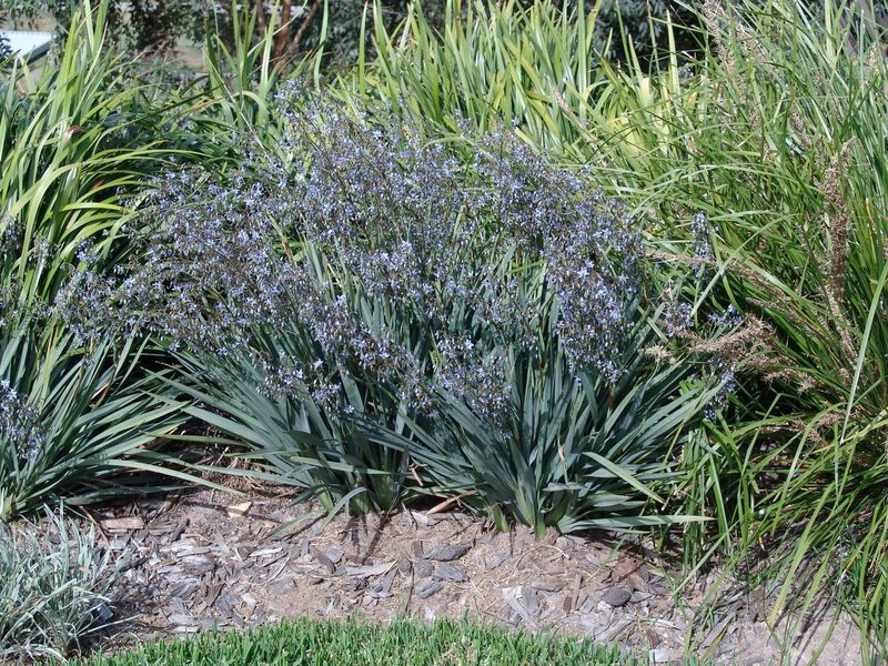 Flax Lily LITTLE JESS™ (Dianella caerulea) - Ladybird Nursery