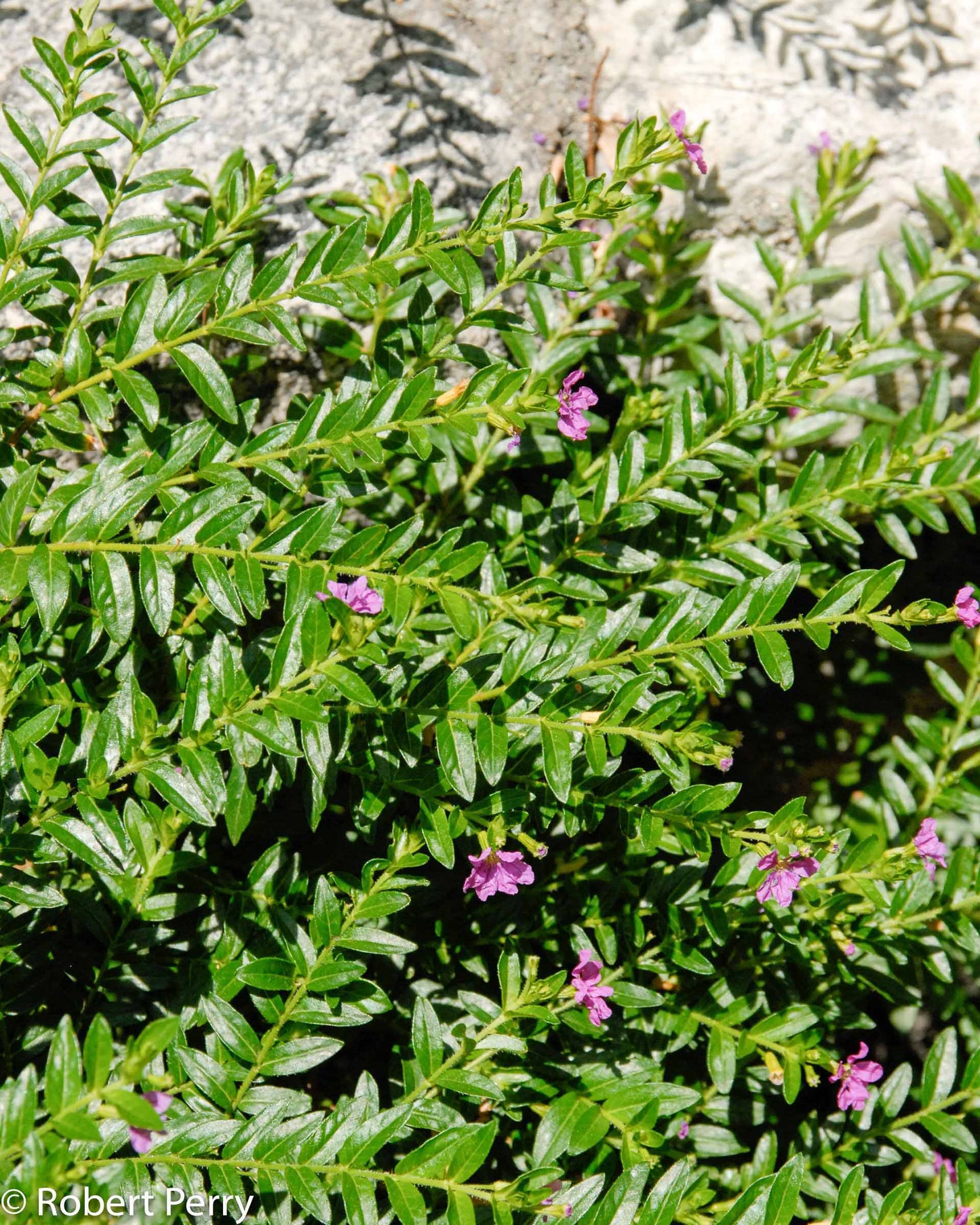 False Heather (Cuphea hyssopifolia)