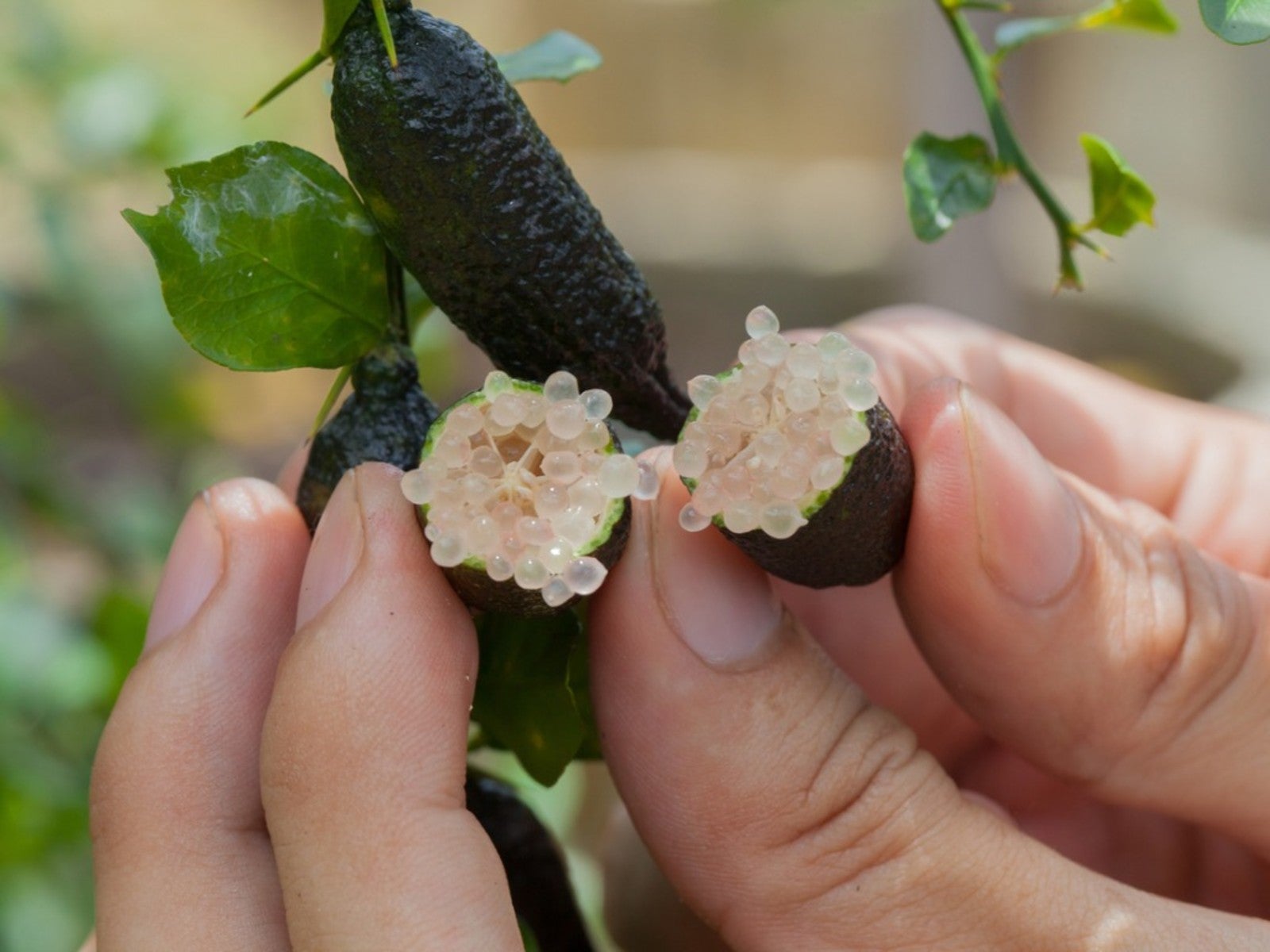 Finger lime Crystal (QLD only)
