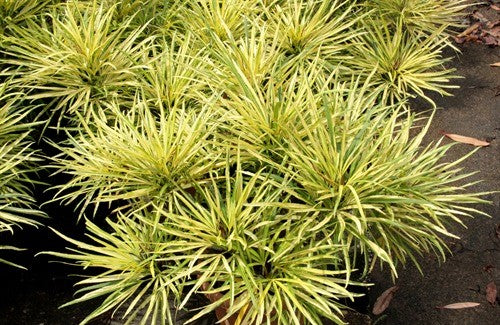 Fingers Tree Gold (Osmoxylon lineare)