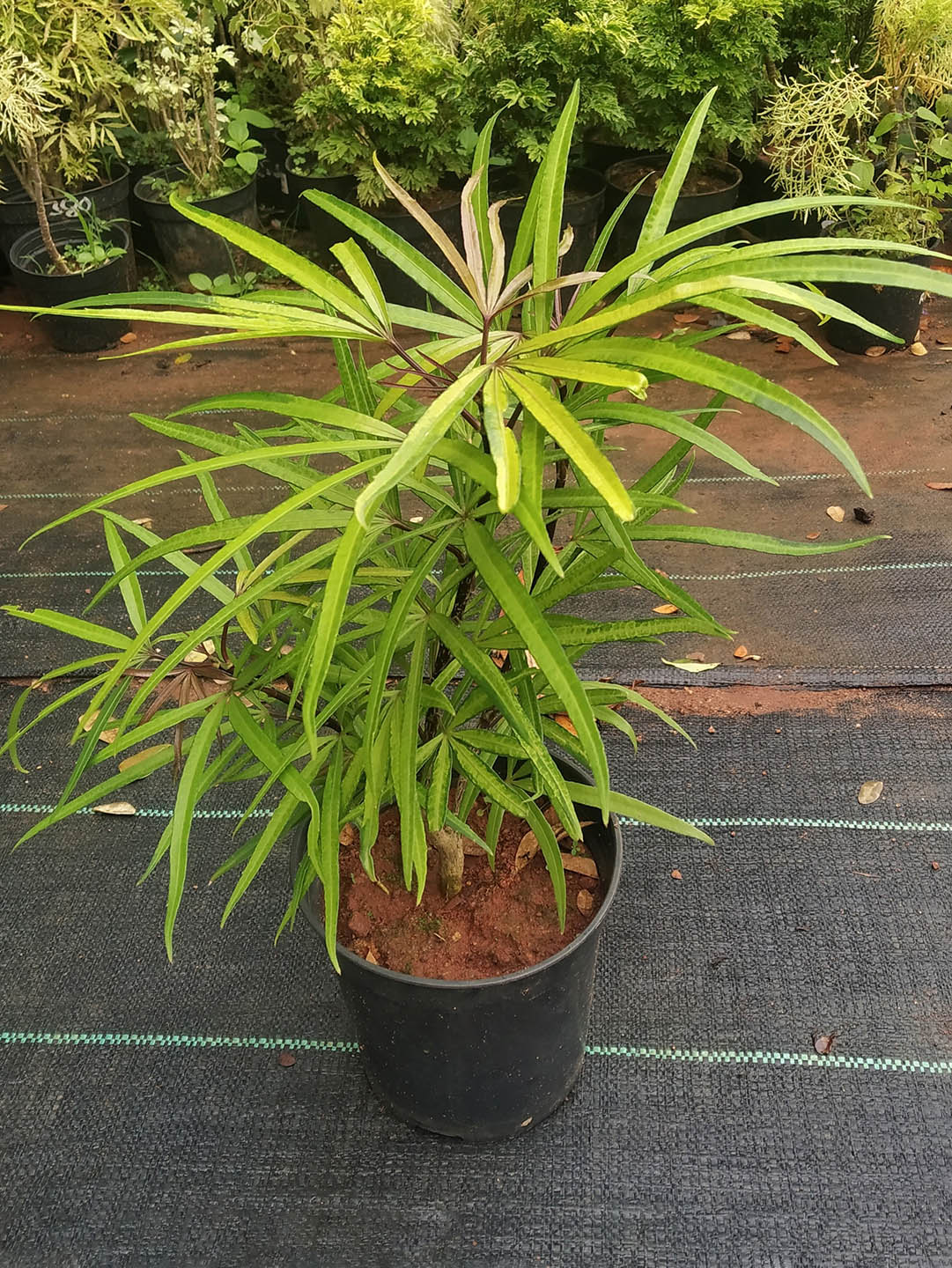 Fingers Tree Green Form (Osmoxylon lineare)