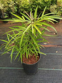 Fingers Tree Green Form (Osmoxylon lineare)