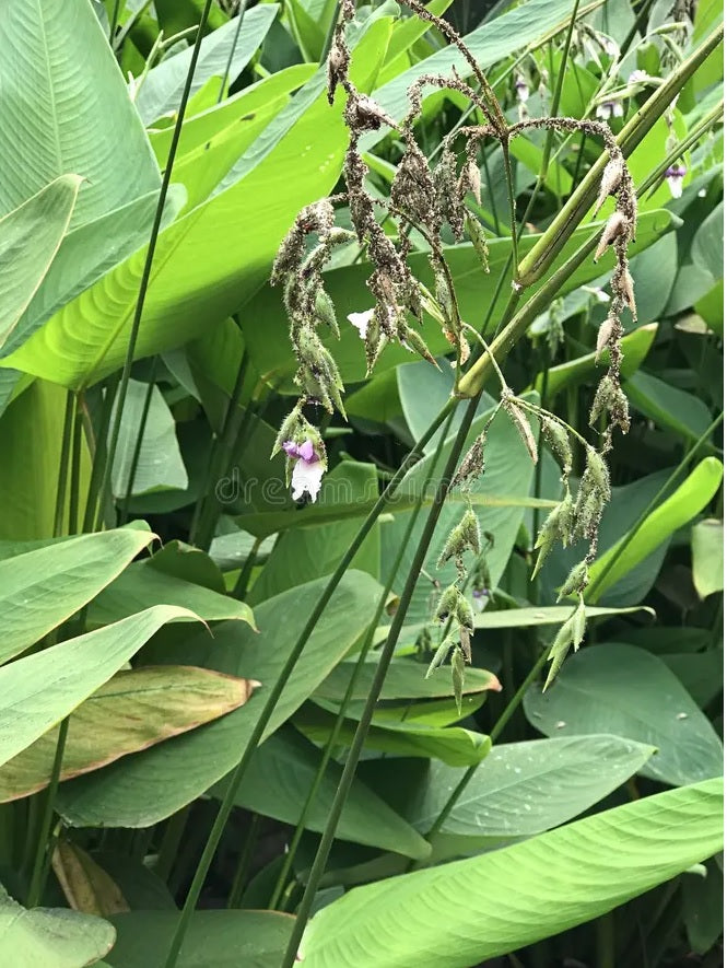 Fire Flag (Thalia geniculata)