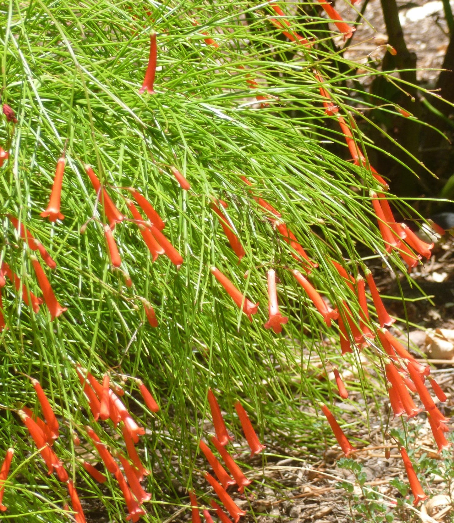 Firecracker Plant Cream (Russelia equisetiformis)