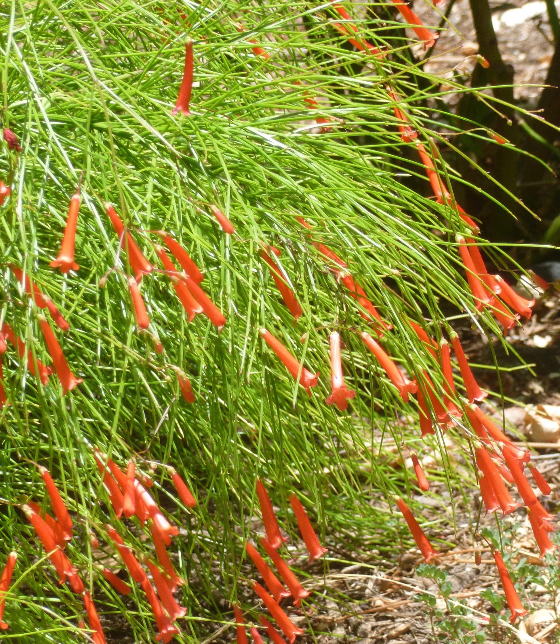 Firecracker Plant Cream (Russelia equisetiformis)