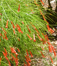 Firecracker Plant Cream (Russelia equisetiformis)