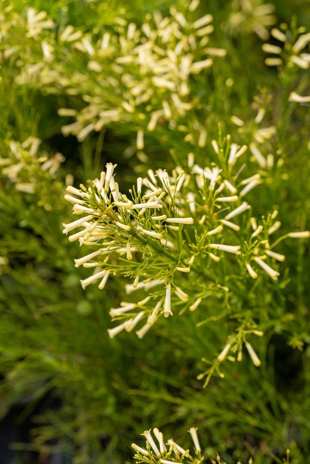 Firecracker Plant Lemon Falls (Russelia equisetiformis) - Ladybird Nursery