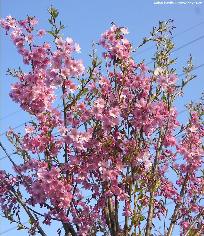 Flowering Cherry Fukubana (Prunus subhirtella)