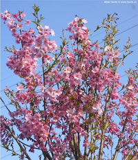 Flowering Cherry Fukubana (Prunus subhirtella)