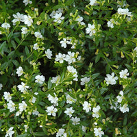 False Heather White (Cuphea hyssopifolia)