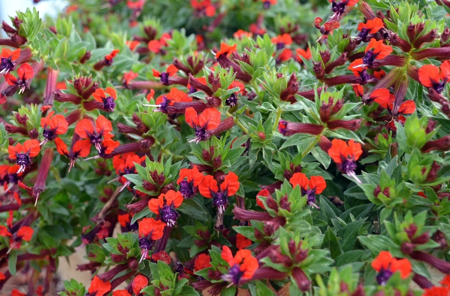 Firecracker Plant purpurea (Cuphea x)
