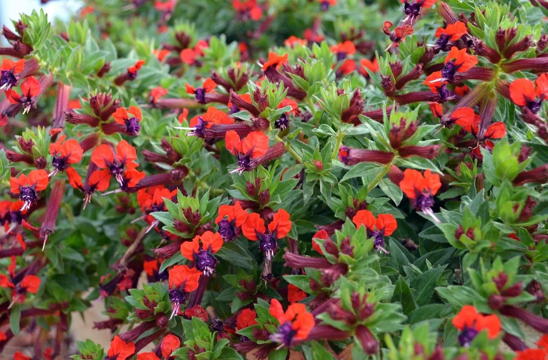 Firecracker Plant purpurea (Cuphea x)