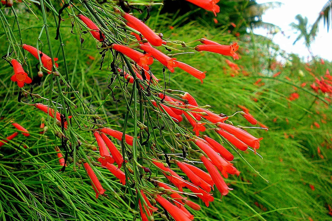 Firecracker Plant Red (Russelia equisetiformis) - Ladybird Nursery