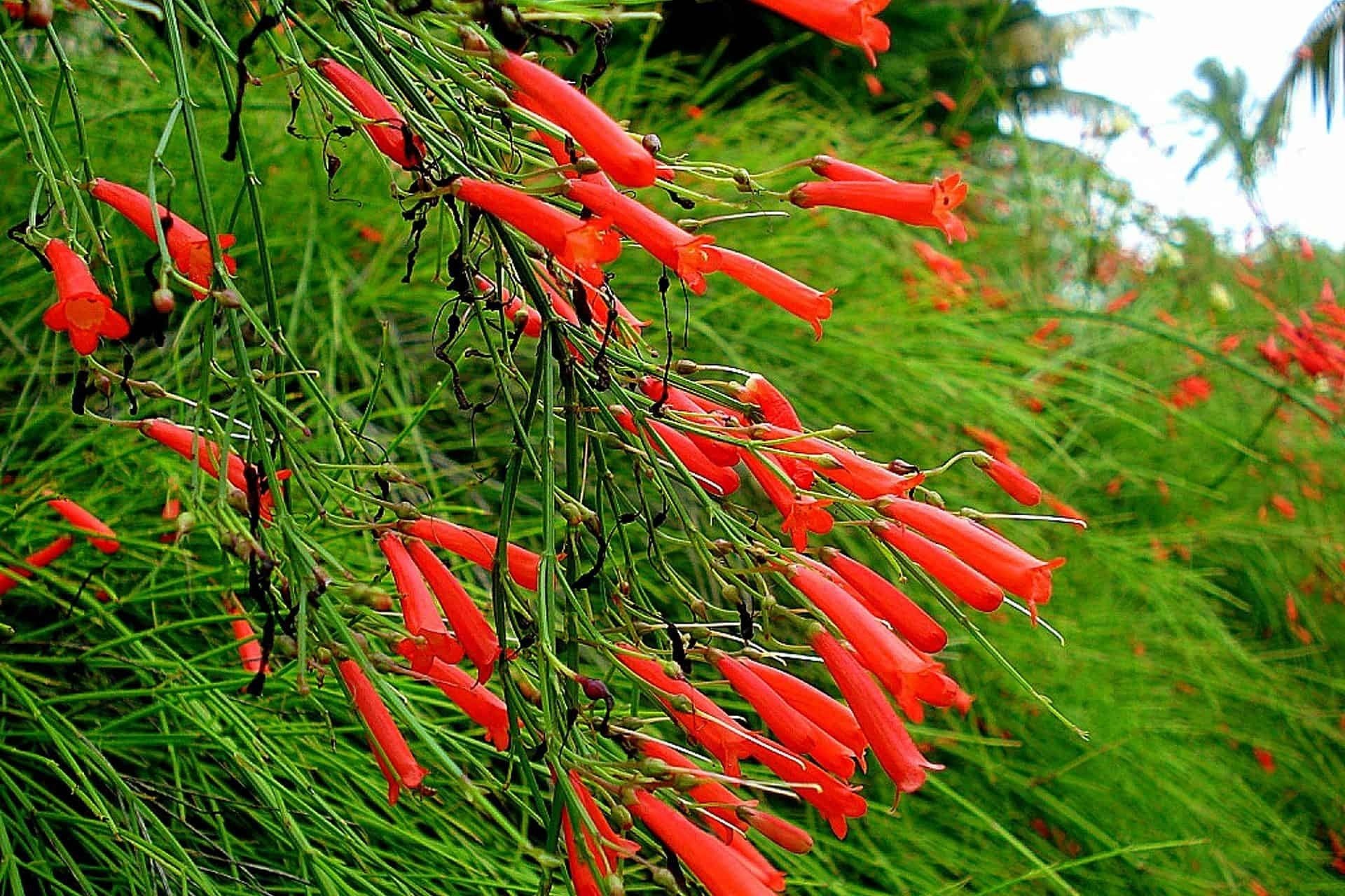Firecracker Plant Red (Russelia equisetiformis) - Ladybird Nursery