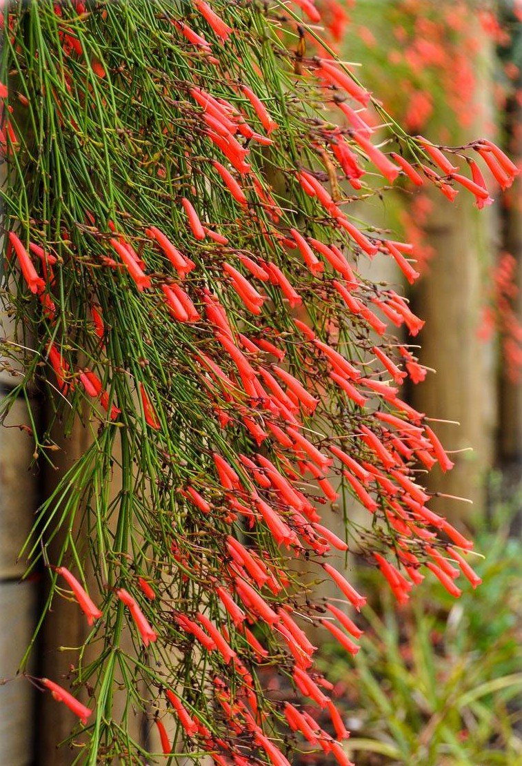 Firecracker Plant Ruby Falls (Russelia equisetiformis) - Ladybird Nursery