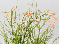 Firecracker Plant Tangerine Falls (Russelia equisetiformis)