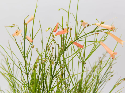 Firecracker Plant Tangerine Falls (Russelia equisetiformis)