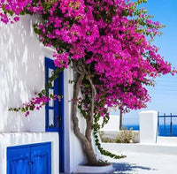 Firefly Bougainvillea (Bougainvillea Bambino™) - Medium