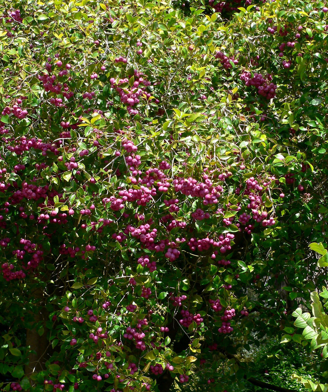 Firescreen (Syzygium smithii) - Ladybird Nursery