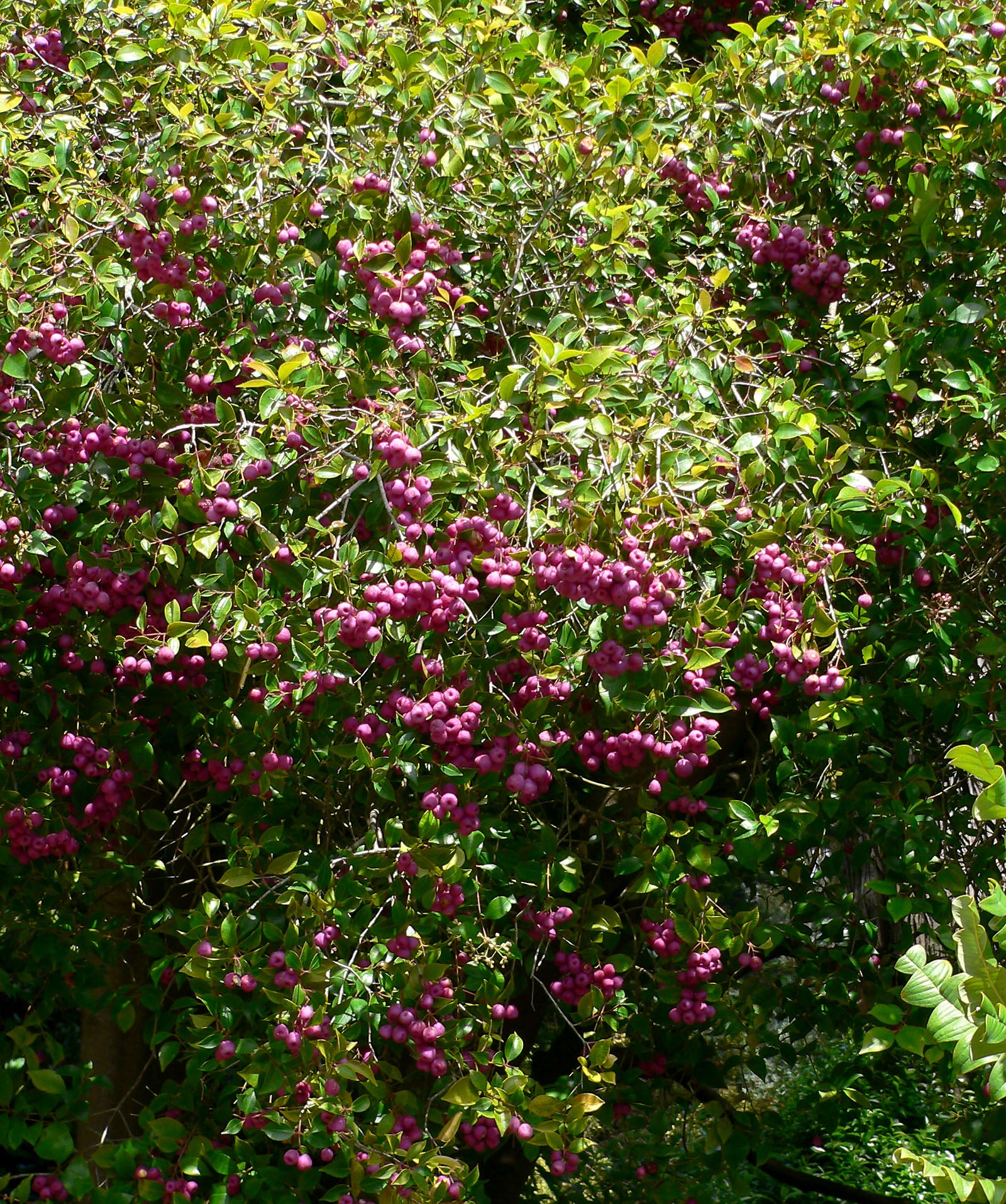 Firescreen (Syzygium smithii)