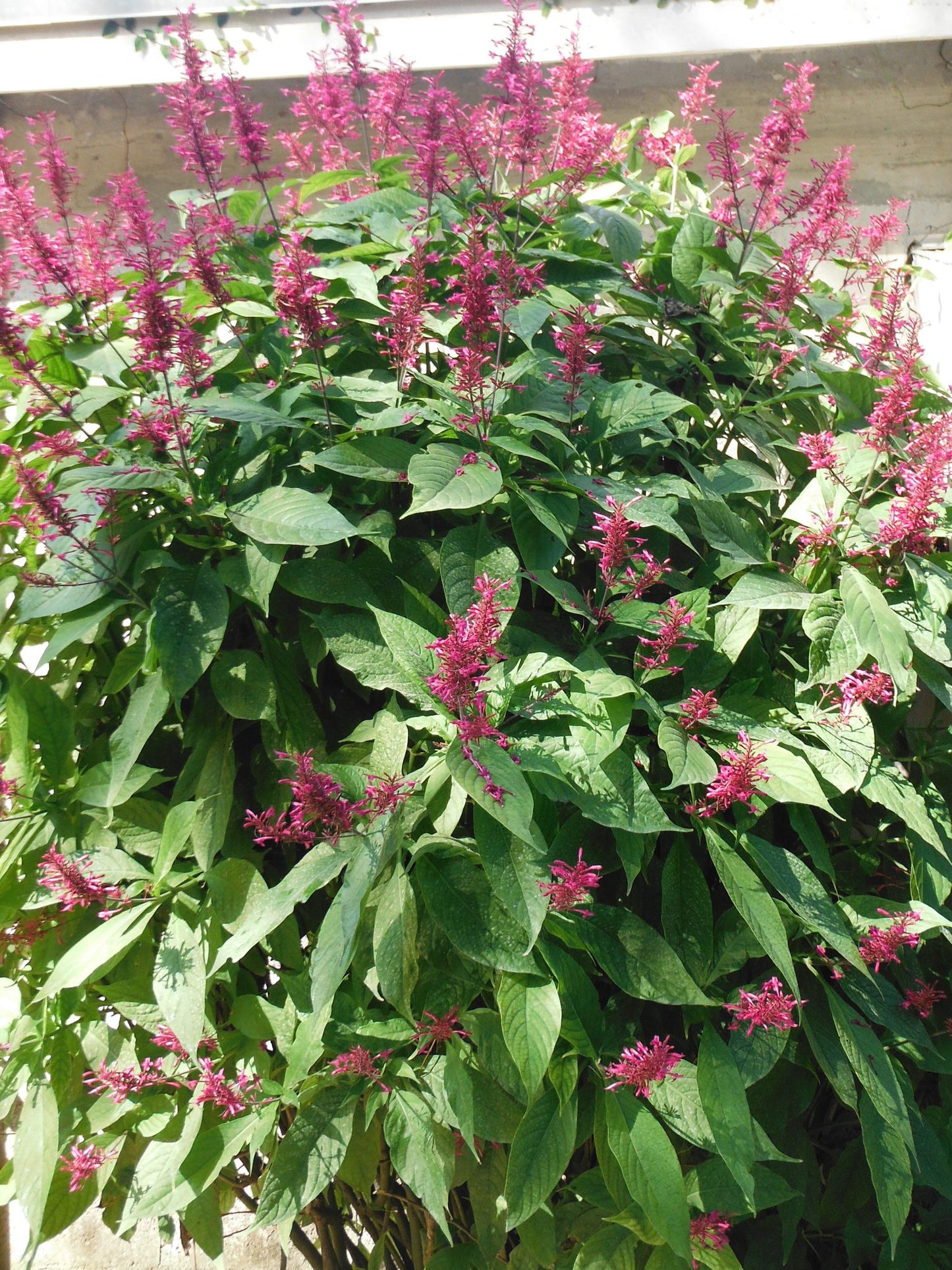 Firespike Multi planted (Odontonema strictum)