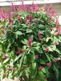 Firespike Multi planted (Odontonema strictum)