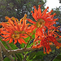 Firewheel Tree (Stenocarpus sinuatus)