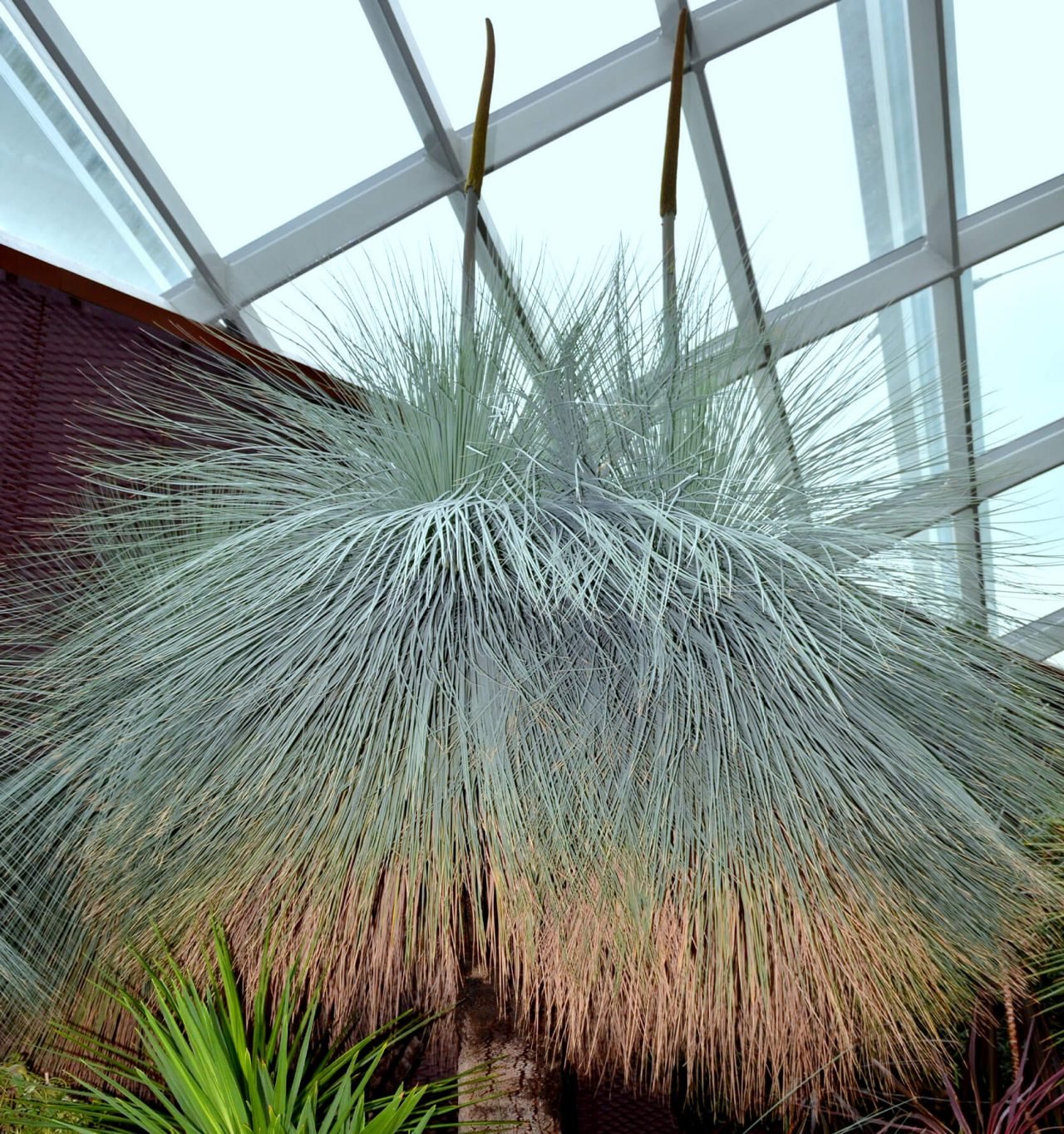 Grass Tree (Xanthorrhoea glauca) - Ladybird Nursery