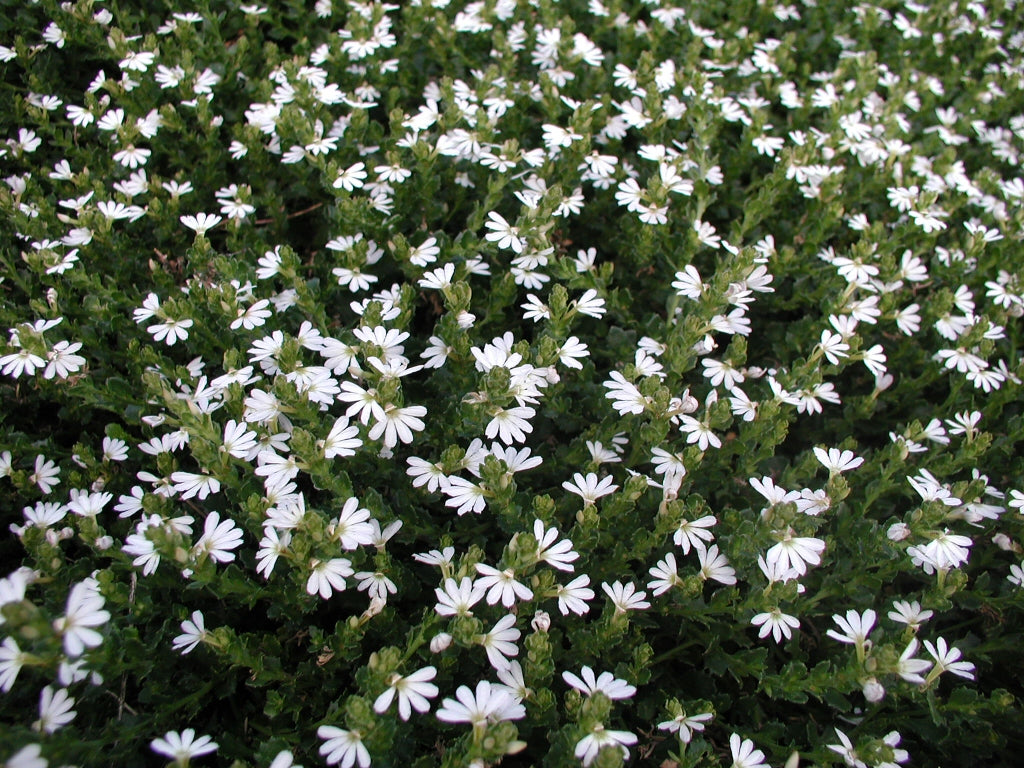 Fan Flower (Scaevola albida)
