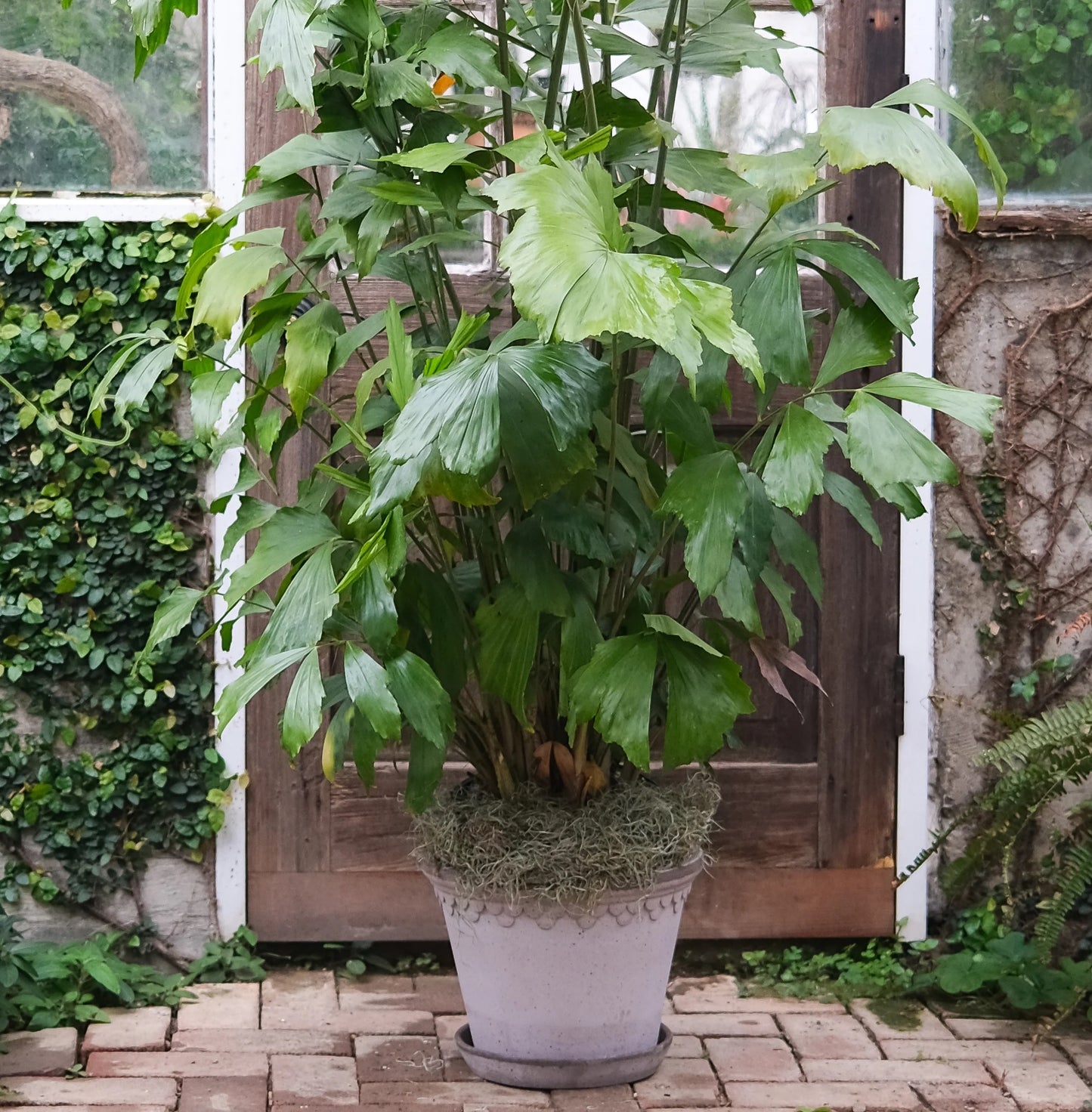 Fishtail Palm (Caryota mitis)
