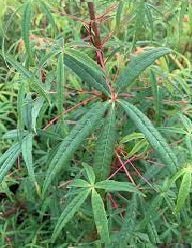 Five - lobed Maple Five Lobe (Acer pentaphyllum) - Ladybird Nursery