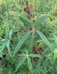 Five-lobed Maple Five Lobe (Acer pentaphyllum)