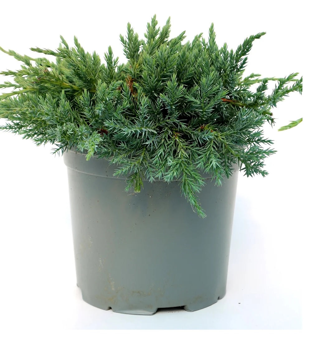 Flaky Juniper prostrata (Juniperus squamata)