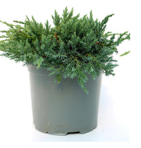 Flaky Juniper prostrata (Juniperus squamata)